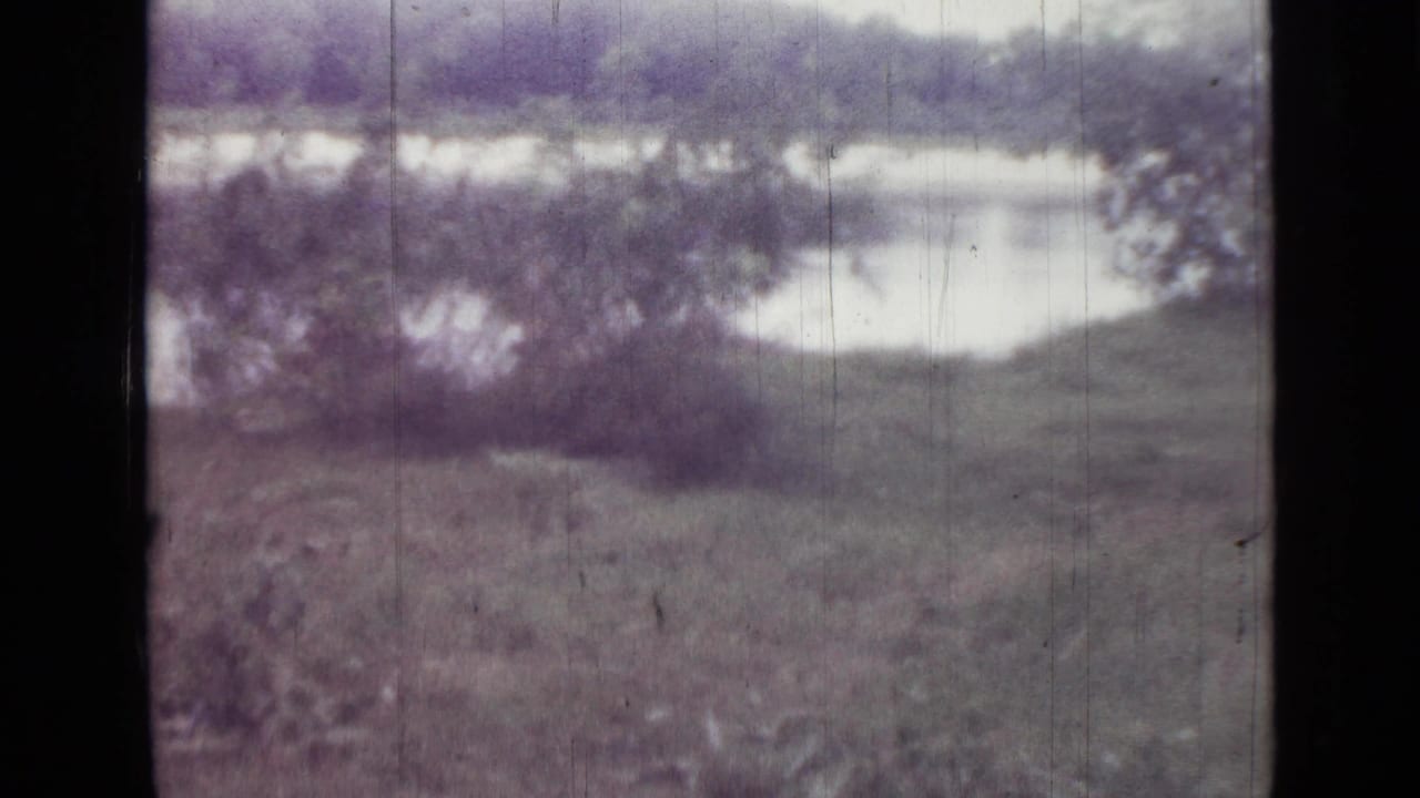 Soft-focus grassy bank beside calm water with trees in the background.