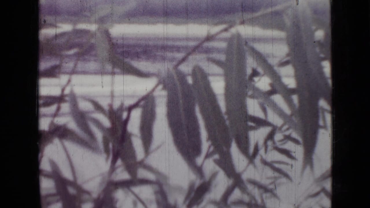 Leafy shadows and film texture fill the frame with no car clearly visible.