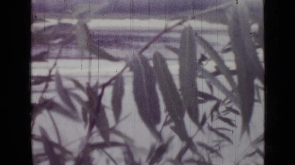 1967 8mm frame from Saint Petersburg showing leafy shadows or foliage detail with soft focus, grain, and purple color shift.