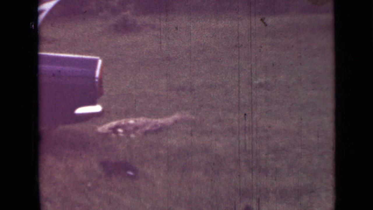 Rear corner of a dark sedan beside grass with a low object near the ground.