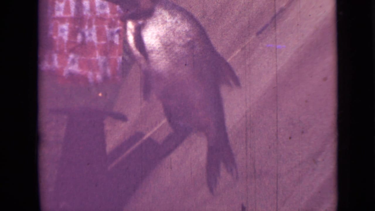 Large fish hanging by its mouth beside a red-and-white checkered shirt edge.