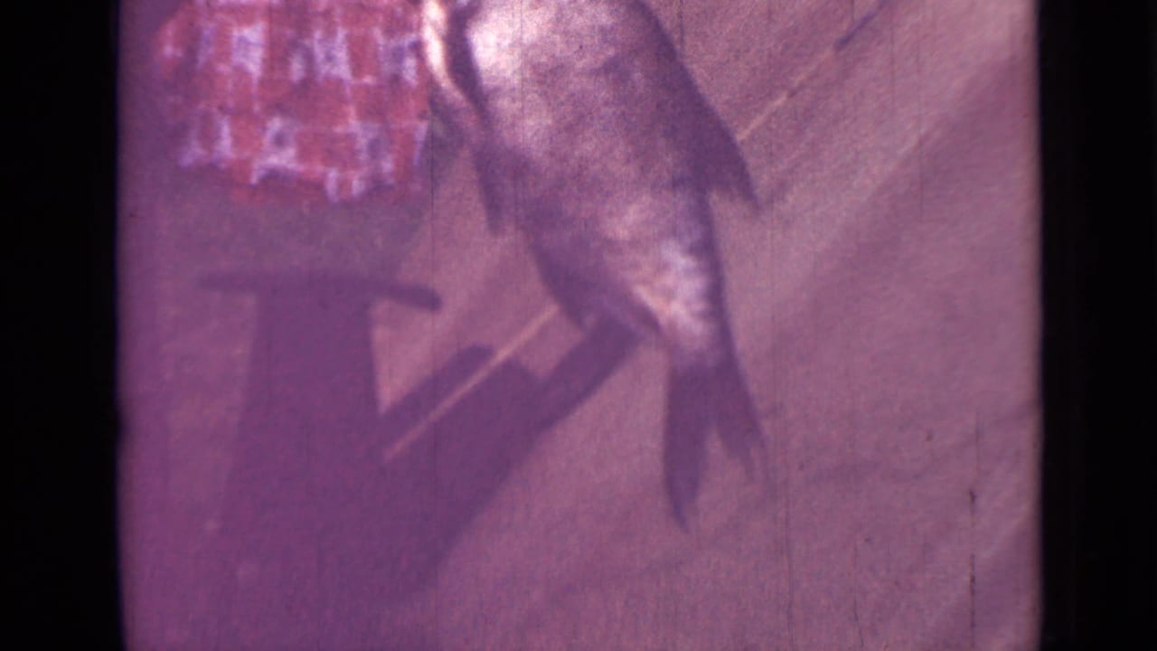 Suspended fish seen in profile against a purple-toned background.