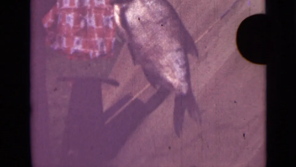 Close 1967 8mm view of the suspended fish, with its silvery body catching light and checkered fabric at the left edge.