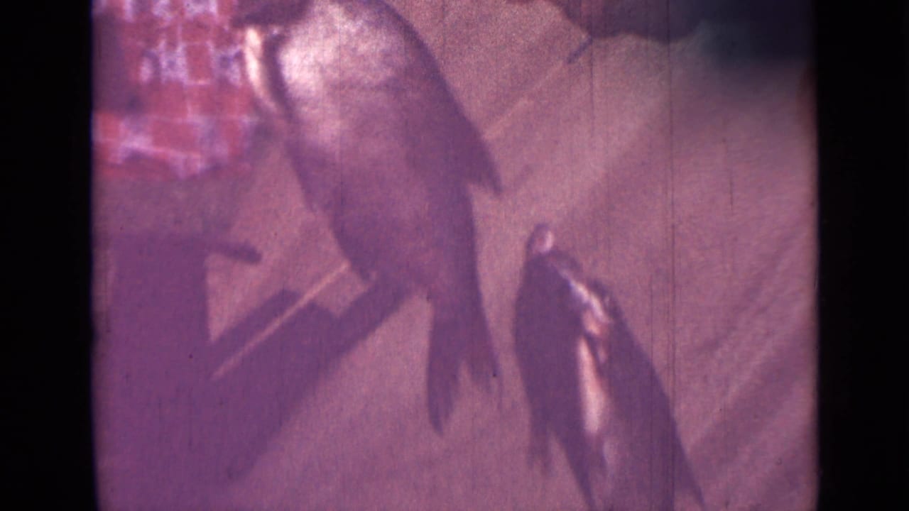 Close 1967 8mm view of a fish hanging on a hook or line, with checked fabric partly visible in the background.