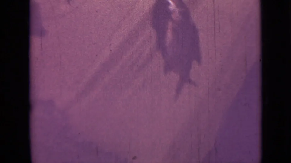 Soft 1967 8mm frame showing the hanging fish at a distance against a purple-tinted surface.