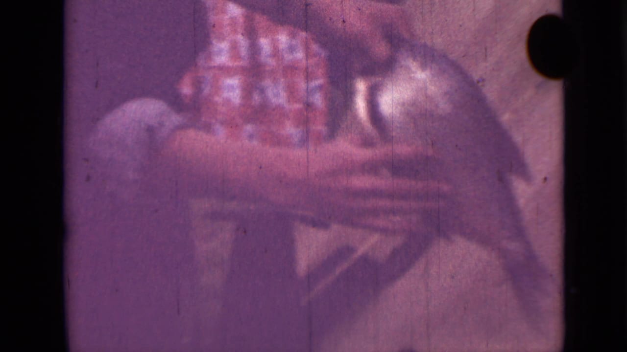 1967 Saint Petersburg home-movie frame with hands holding a fish during an outdoor family fishing or cleaning moment.