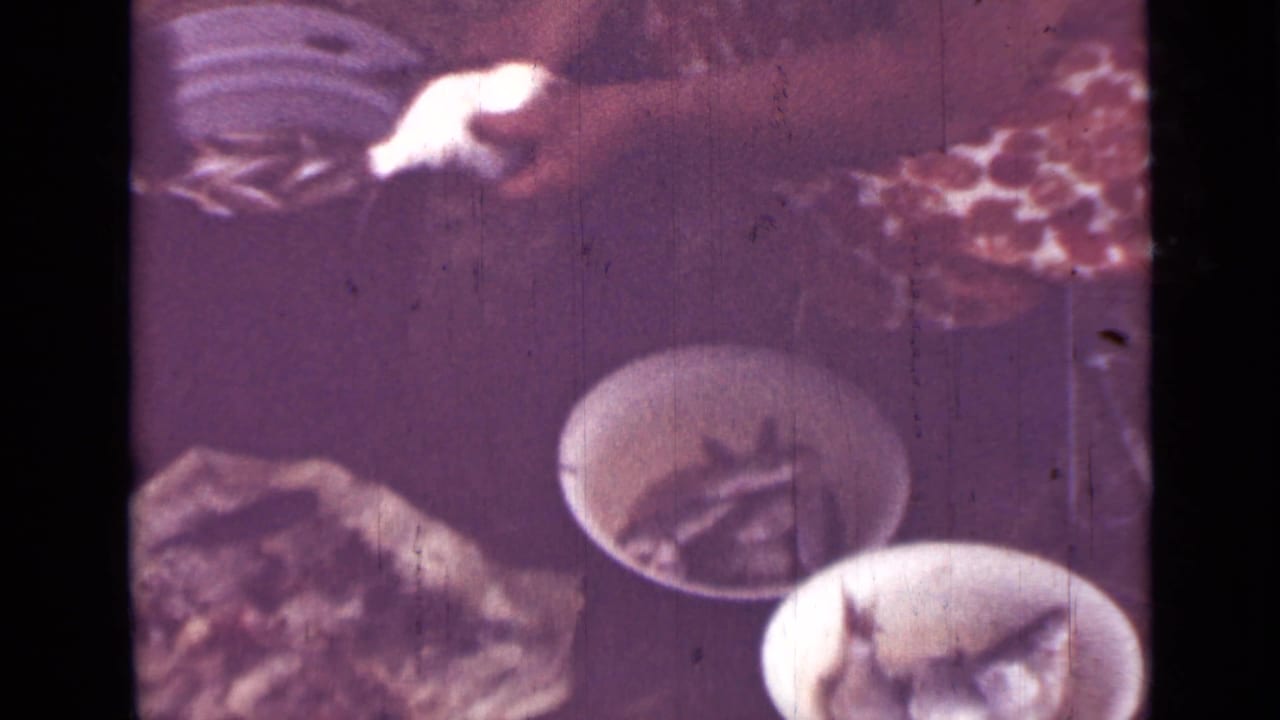 1967 Saint Petersburg home-movie frame with bowls, hands, and a fish on a table during catch cleaning or preparation.