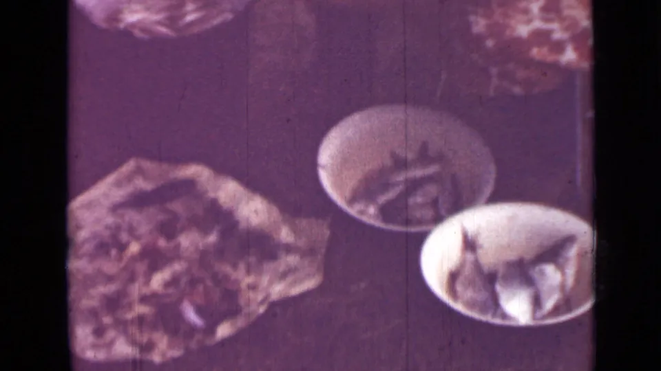 1967 Saint Petersburg frame with white bowls, small fish, and a close household food-preparation setup seen in purple-tinted 8mm footage.