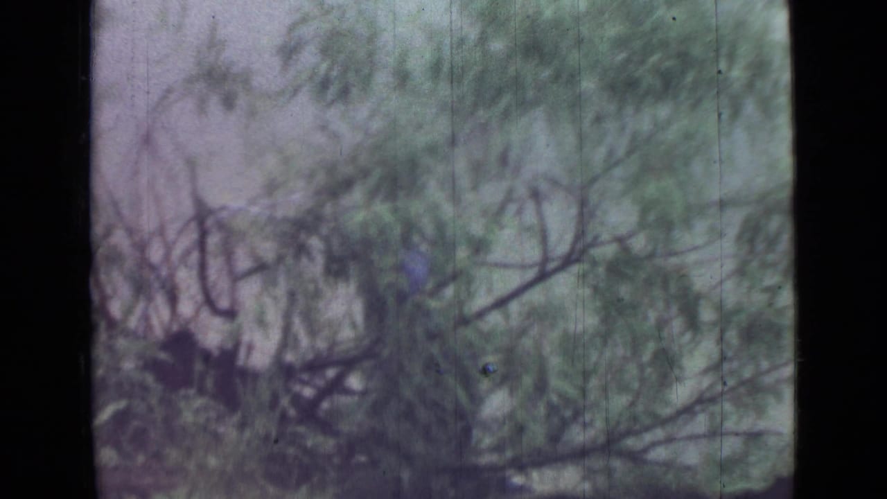 Soft view of riverside branches and foliage with no clear person visible.