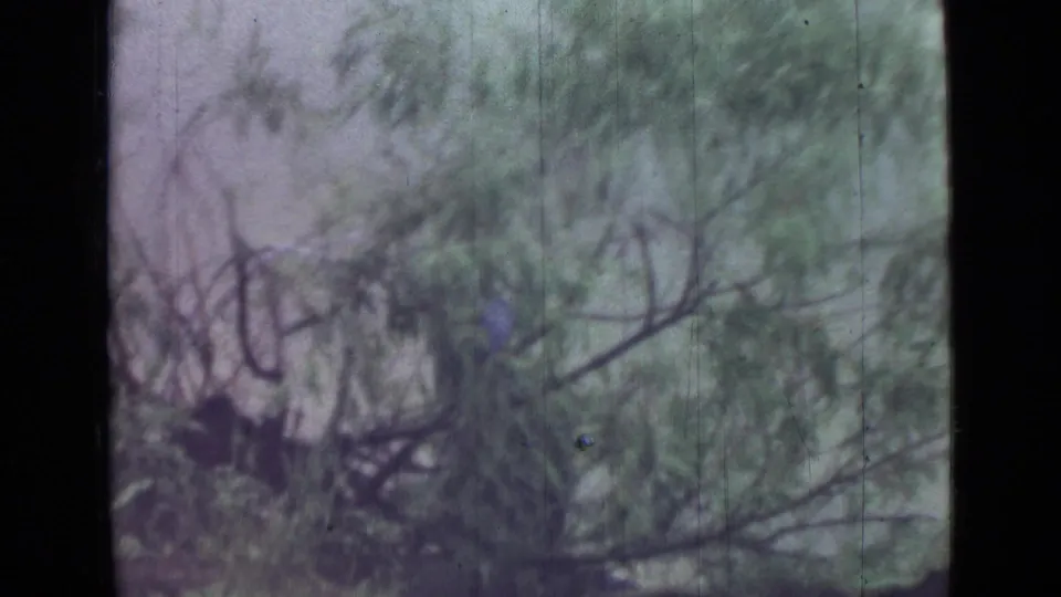 Faded 8mm view of dense riverside brush and branches in the Saint Petersburg clip, with soft focus and pale background.