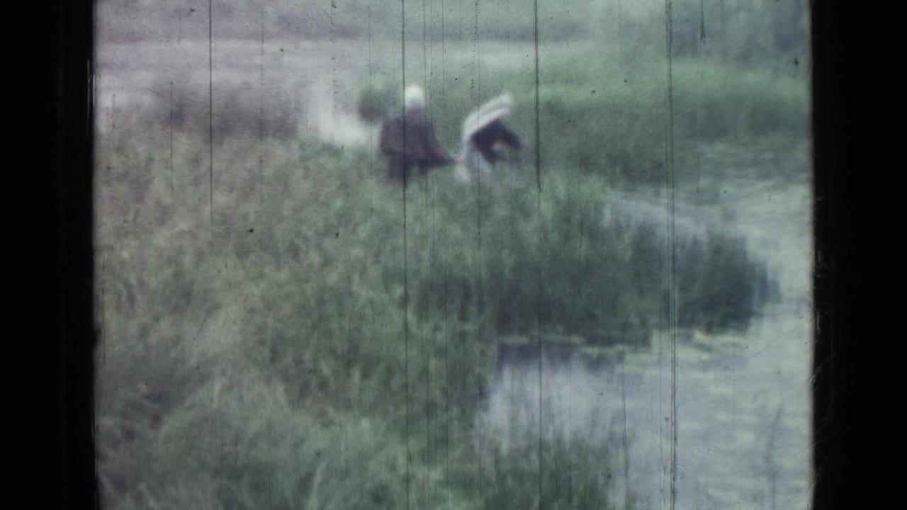 The group appears lower in the reeds near shallow water, with the white cover still visible in the marsh grass.
