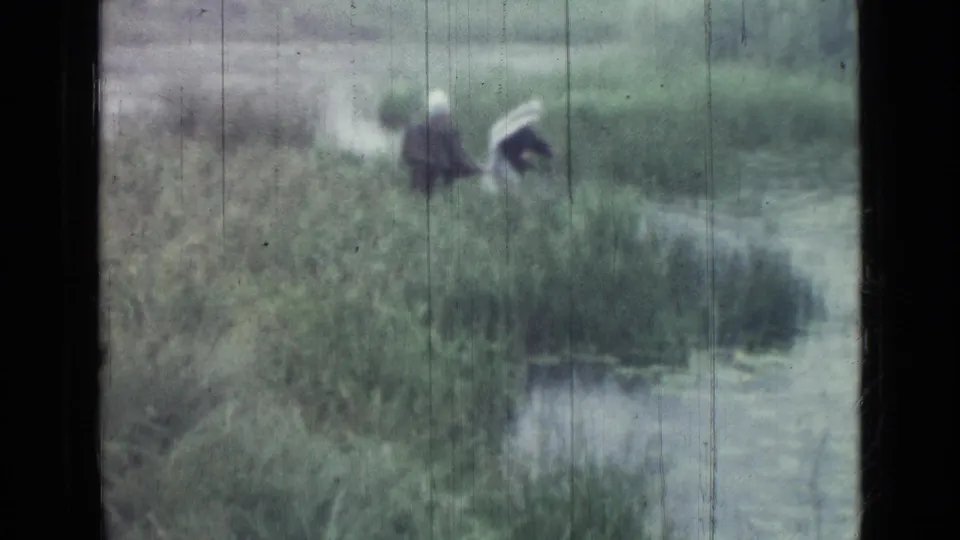 The group appears lower in the reeds near shallow water, with the white cover still visible in the marsh grass.