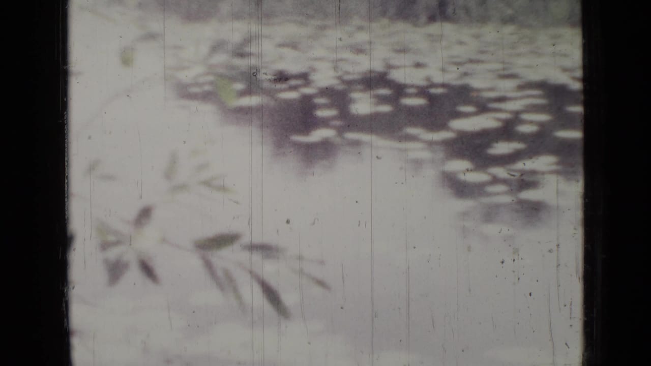 Soft-focus leafy shadows and dappled light within a dark 8mm film frame.