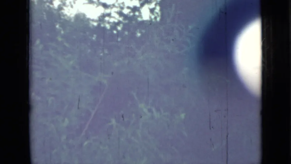 Faded 8mm view of treetops with a heavy dark vertical band and circular lens or film artifact near the top.