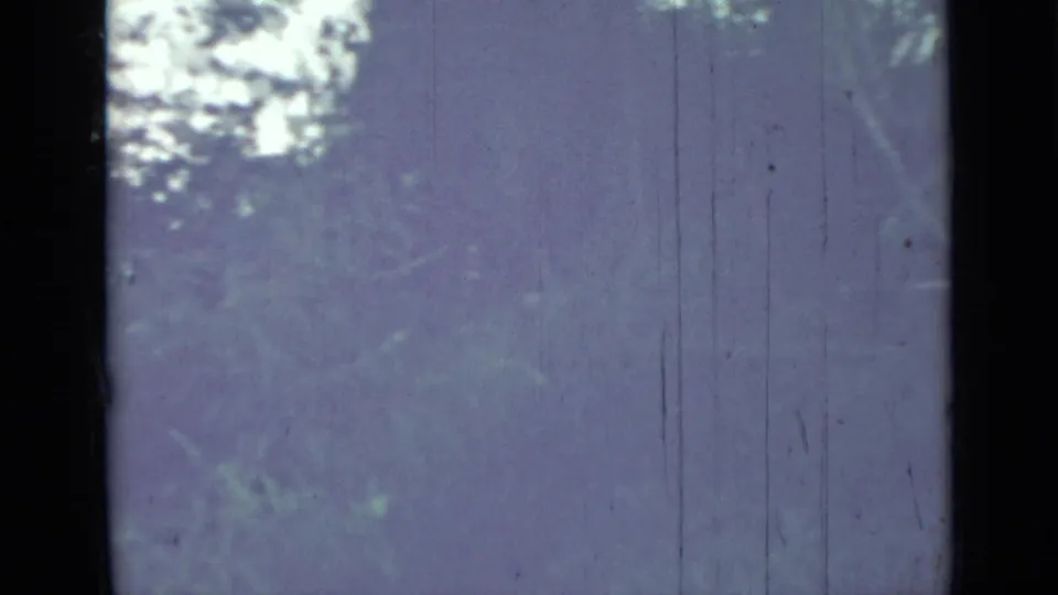 Saint Petersburg 1967 metadata frame showing leafy canopy, bright sky patches, and vertical scratches in faded 8mm color.