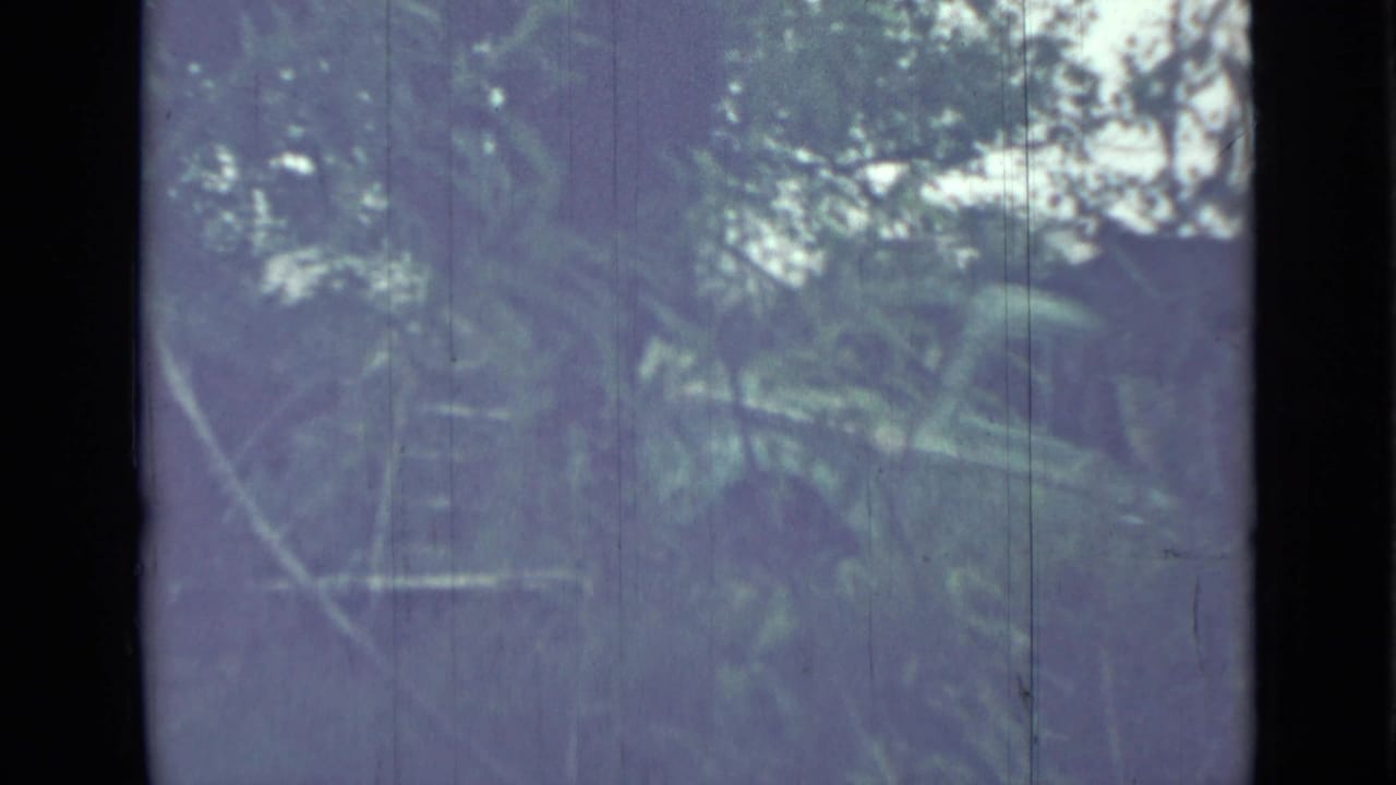 Dim forest vegetation with pale sky and dark film borders.