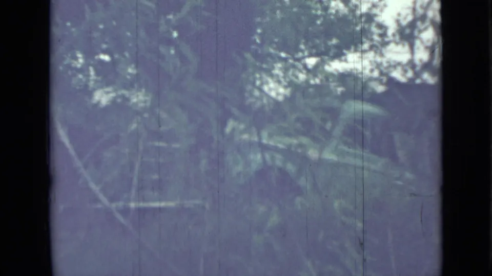 1967 8mm frame from Saint Petersburg metadata showing shadowed forest growth, pale sky through trees, and heavy film wear.