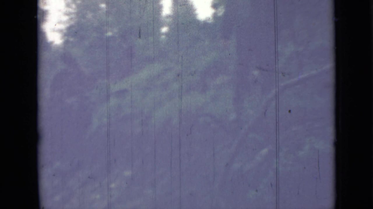 1967 8mm home-movie frame from the Saint Petersburg, Russia metadata, showing soft trees near water with visible film borders and wear.