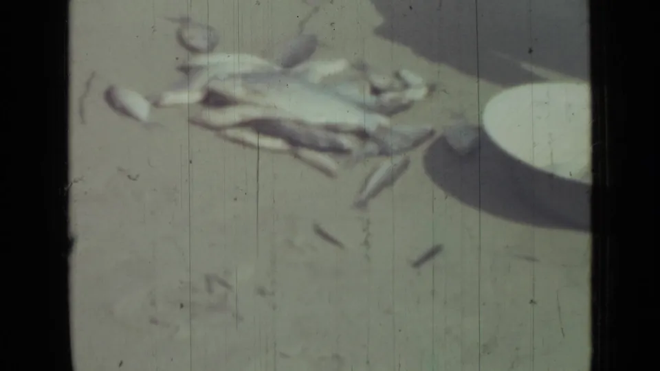 1967 beach frame showing a closer view of scattered fish, a white bowl, sand, and soft 8mm film texture.