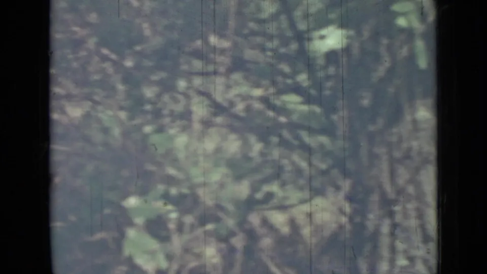 Soft-focus 1967 Saint Petersburg foliage, with leaves and branches partially obscured by a dark vertical divider.