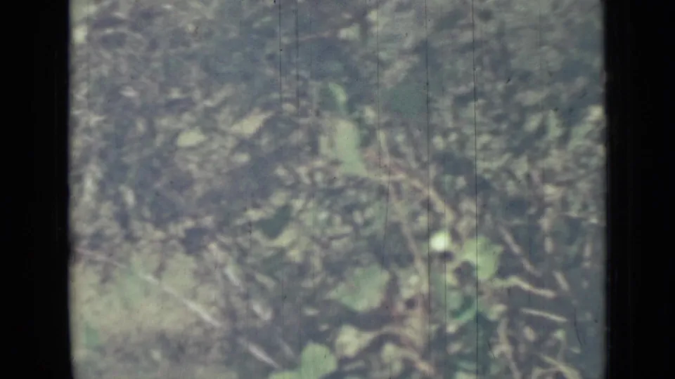 1967 8mm frame showing dense ground-level plants and twigs in soft green light, crossed by dark frame divisions.
