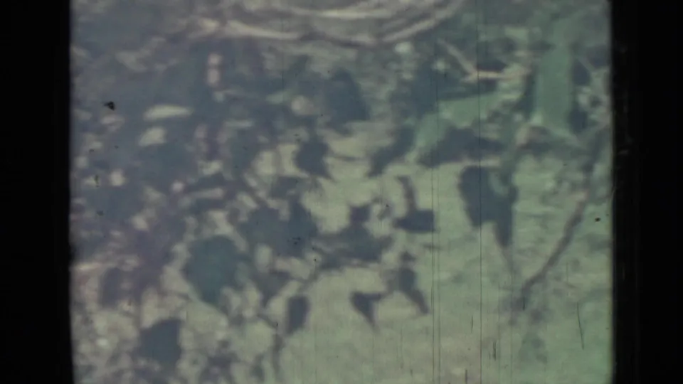 Final 1967 Saint Petersburg 8mm frame with green leaves, shadowed vegetation, and dark window-like framing bars.