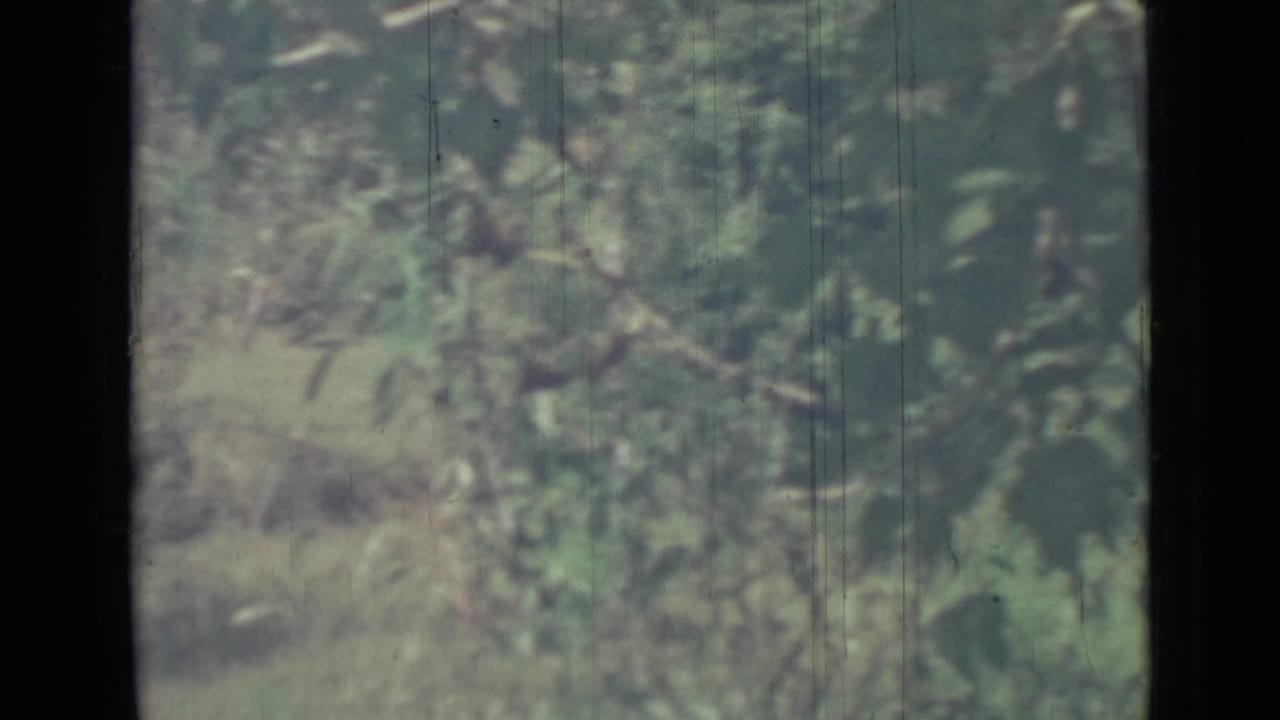 Soft-focus view through trees toward dense greenery near a shoreline.
