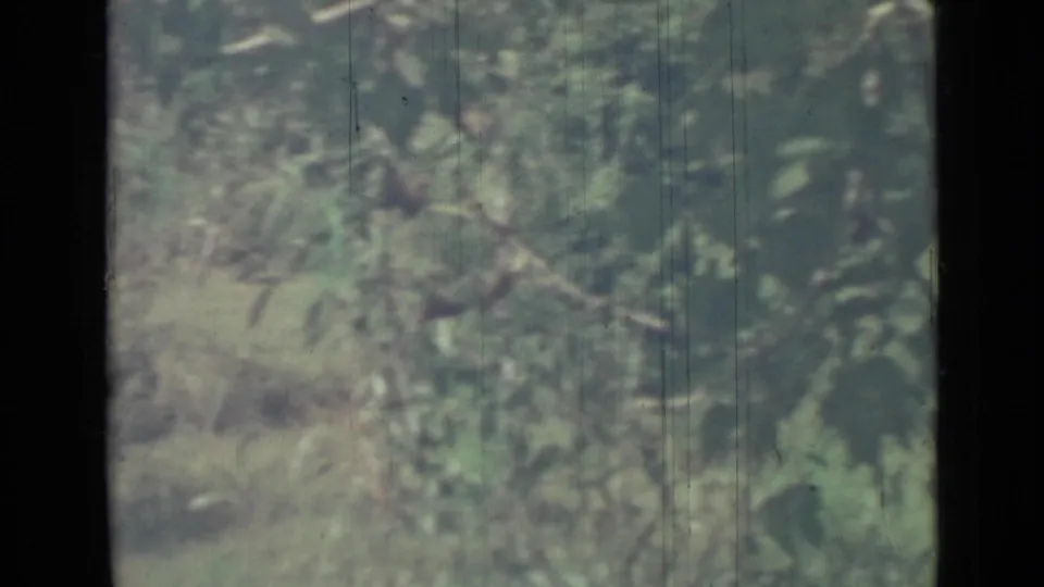 1967 8mm home-movie frame showing leafy trees and shaded vegetation near a waterfront in the Saint Petersburg metadata context.