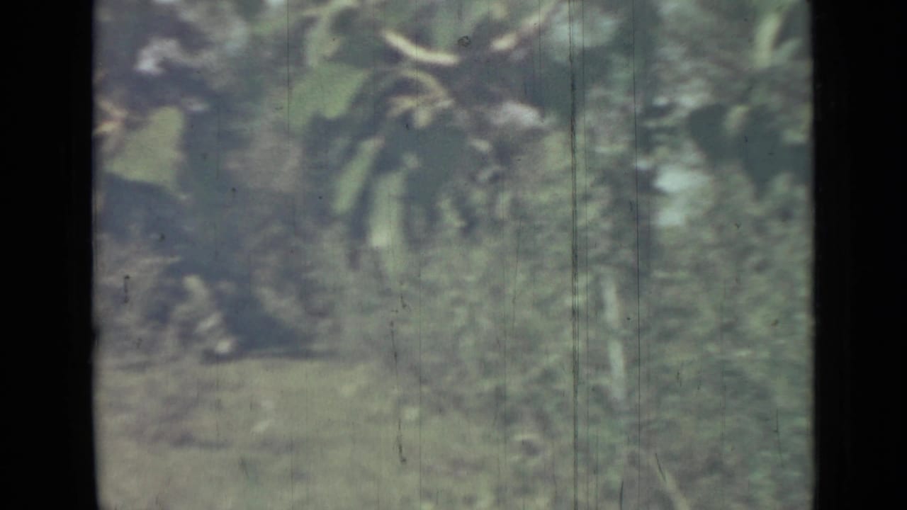 Blurred greenery and shaded branches seen from a dark foreground opening.