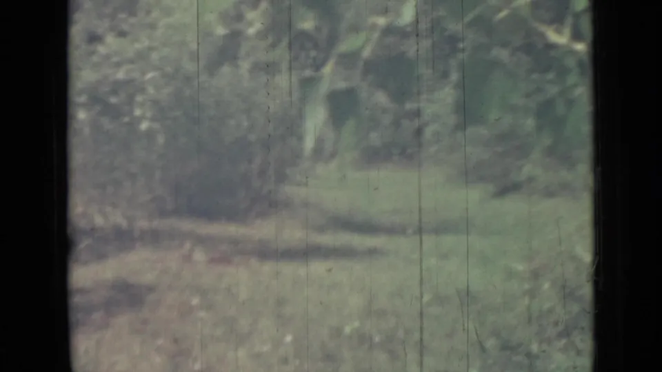 1967 8mm frame of grass and shrubs near a wooded shoreline, partially obscured by a dark foreground divider.