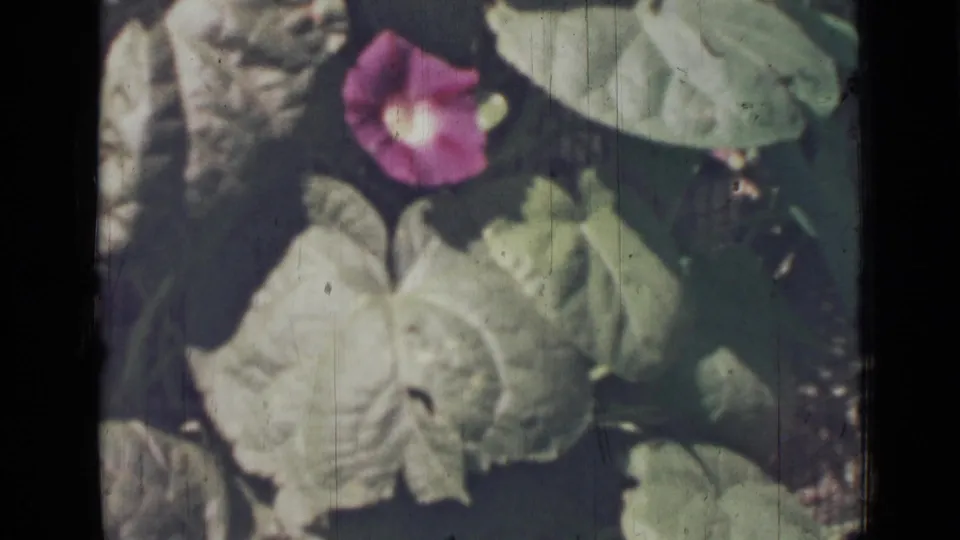 1967 Saint Petersburg 8mm frame with a purple flower and large green leaves, rendered in soft focus with aged color.