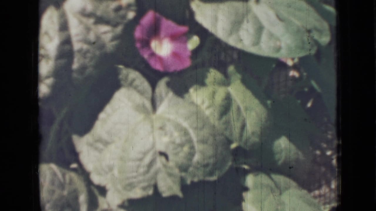 Purple morning glory flower among broad green leaves on aged 8mm film.