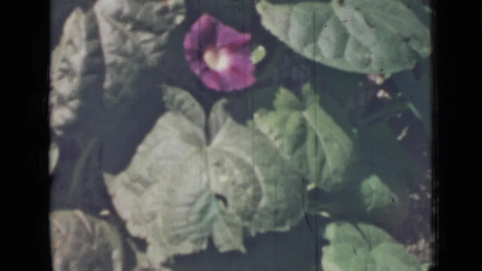 Archival 8mm garden close-up showing a purple morning glory and textured leaves, with scratches and slight color fading.