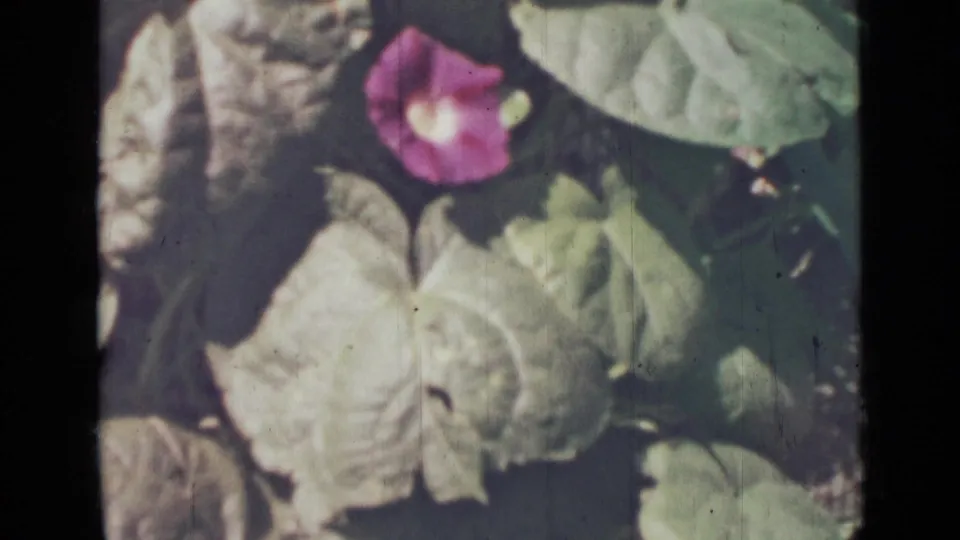 1967 8mm close-up of a purple morning glory flower surrounded by pale green leaves and soft garden shadows.