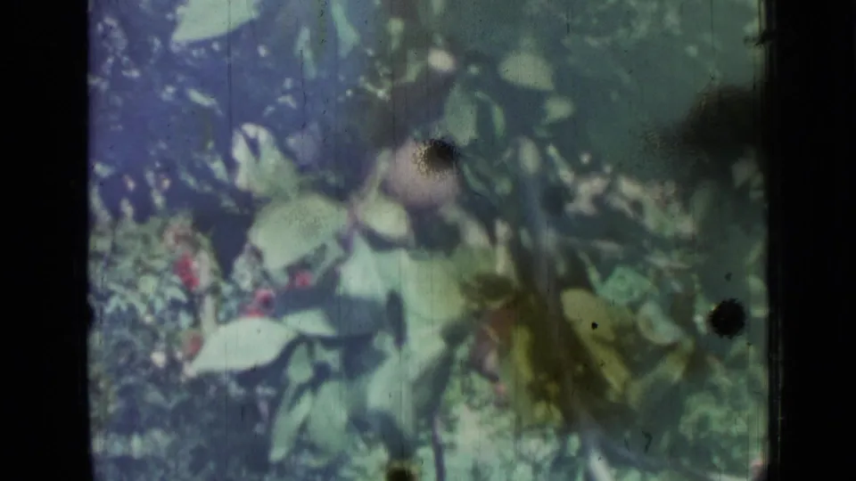 Later frame from the 8mm garden clip, showing green foliage and partial flower color with heavier blur and visible film marks.