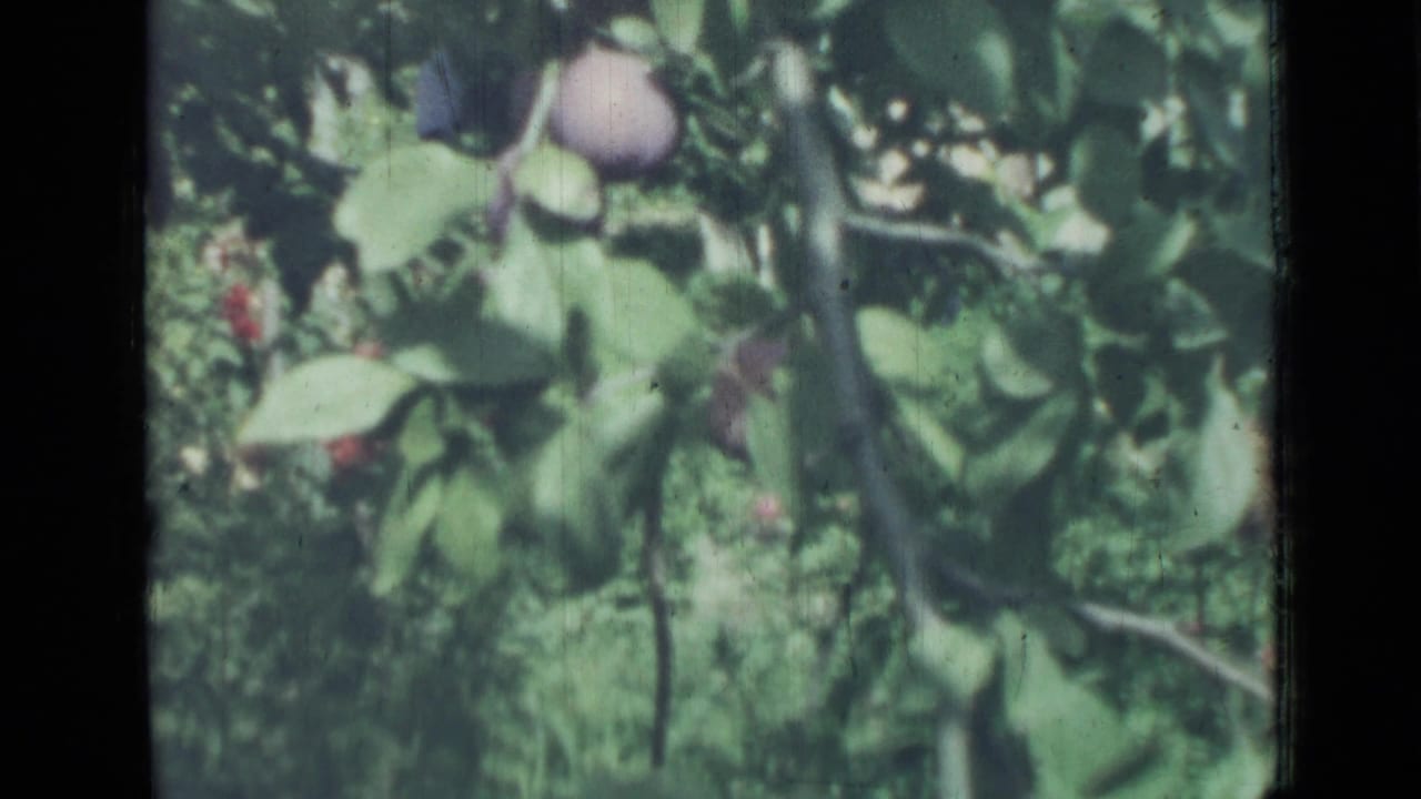 Green leaves and branches with small round fruit in soft focus.
