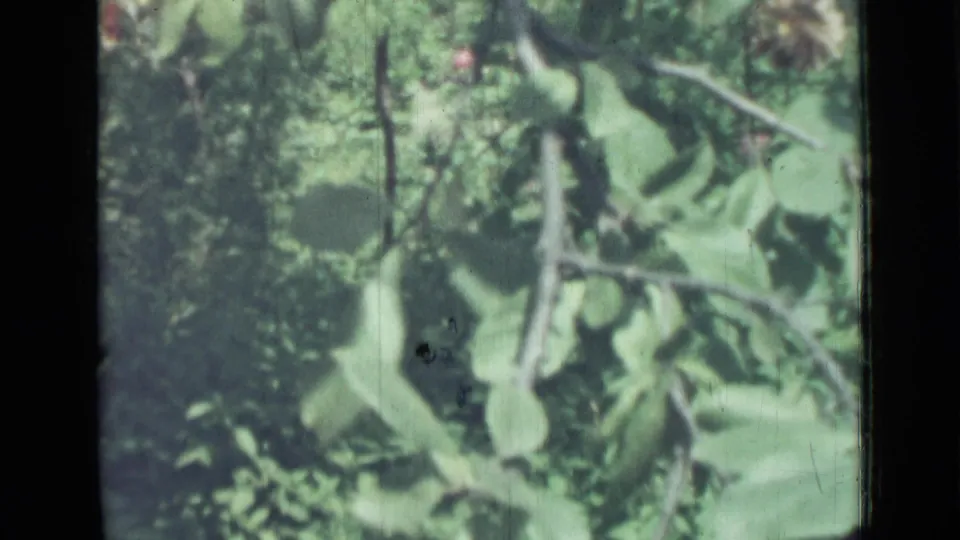 1967 8mm frame from Saint Petersburg with overlapping green leaves, thin branches, and soft forest background texture.