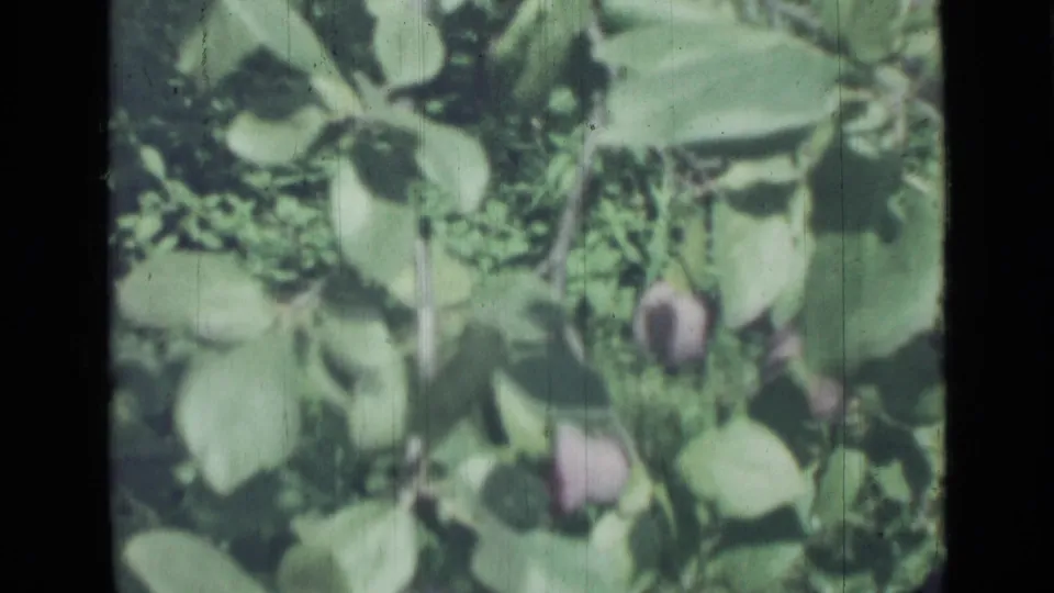 Saint Petersburg 1967 home-movie frame showing close leaves, dangling round fruit or berries, and dense natural ground cover.