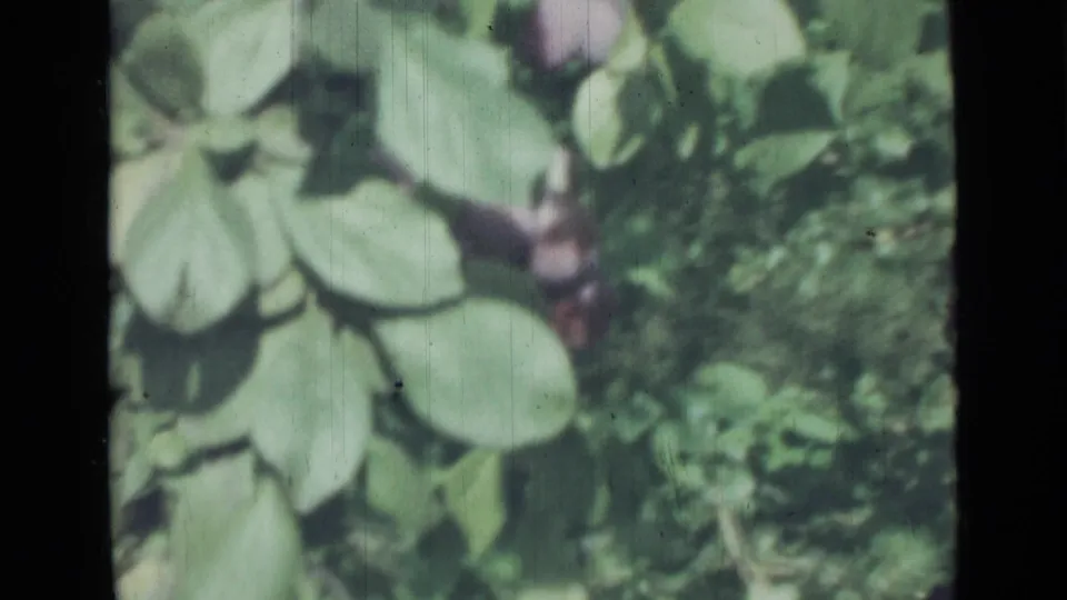 1967 8mm Saint Petersburg frame with broad leaves, dark round fruit or berries, and a soft, grainy forest background.