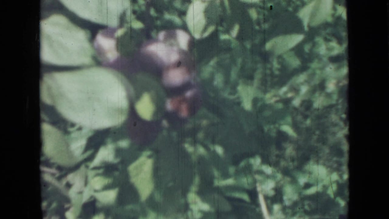 Soft-focus 1967 8mm frame of ripe purple figs and green leaves, supported by Saint Petersburg metadata.