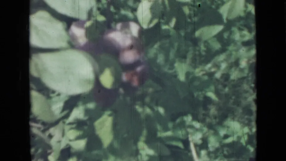 Soft-focus 1967 8mm frame of ripe purple figs and green leaves, supported by Saint Petersburg metadata.
