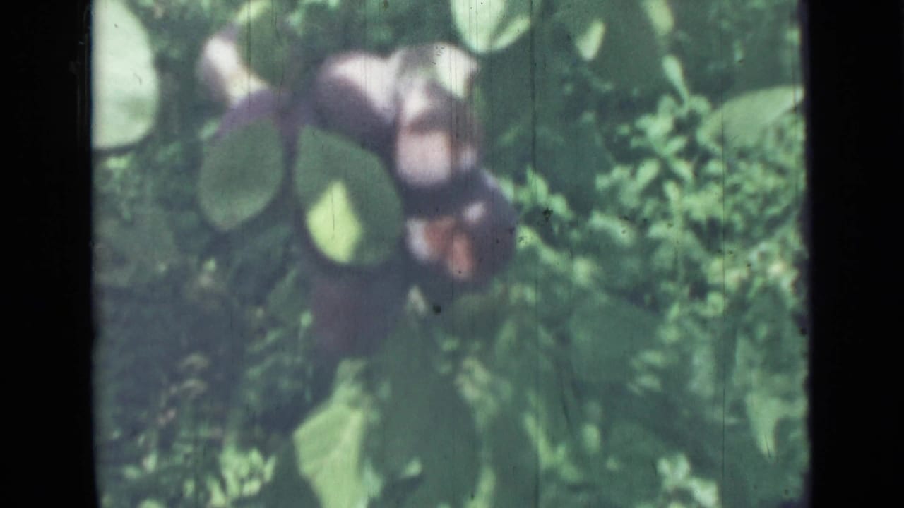 Cluster of figs partly obscured by leaves in garden foliage.
