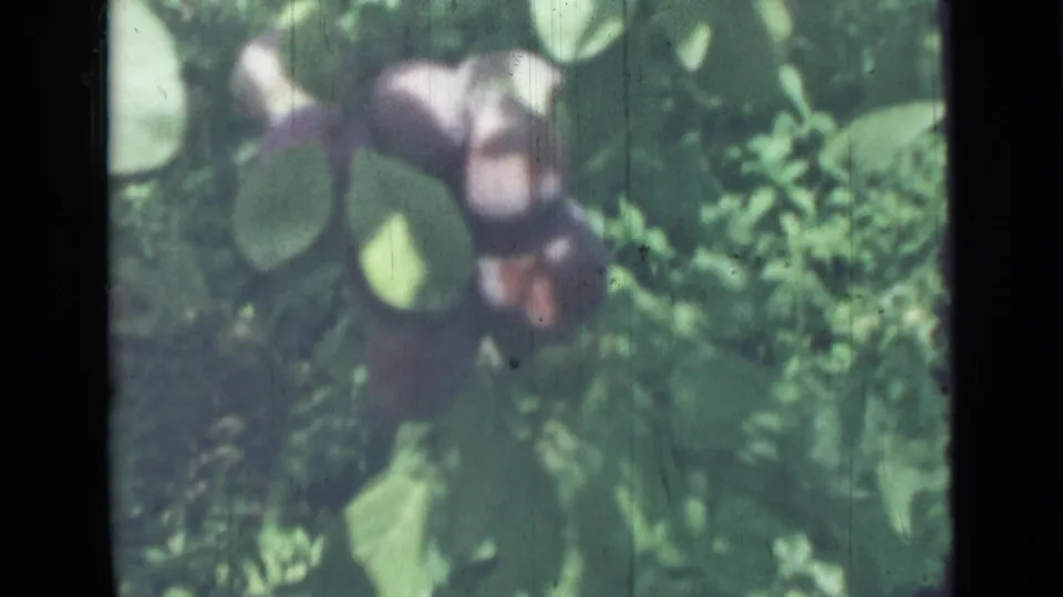 Ripe and unripe figs appear among leaves in a soft 1967 8mm home-movie frame from Saint Petersburg metadata.