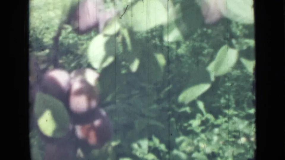 A 1967 8mm close view shows purple figs, green leaves, and garden foliage with visible film wear.