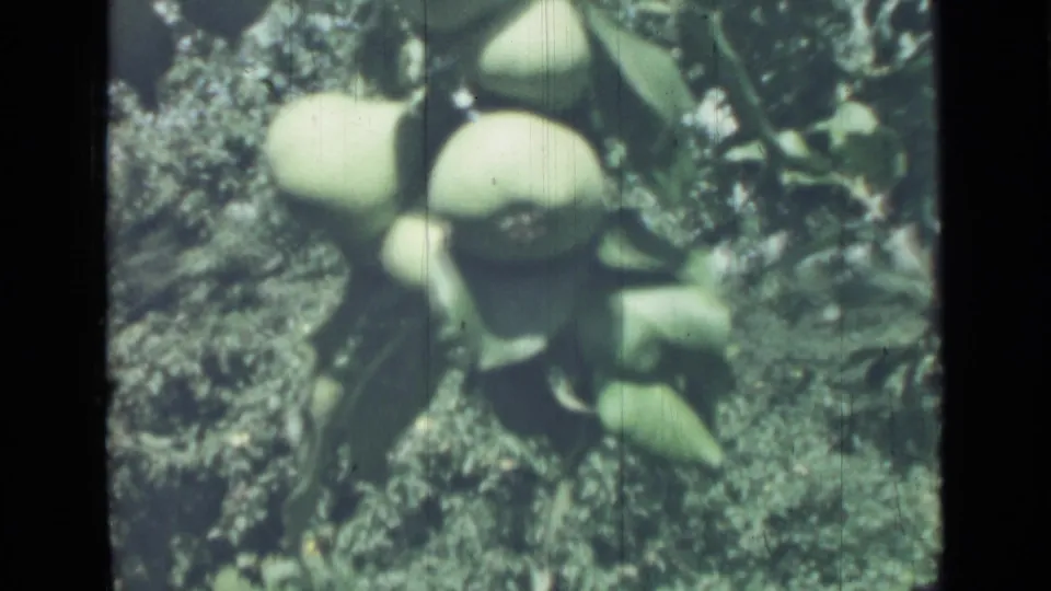 Green unripe figs are framed by leaves and foliage in a soft 1967 8mm Saint Petersburg home-movie shot.