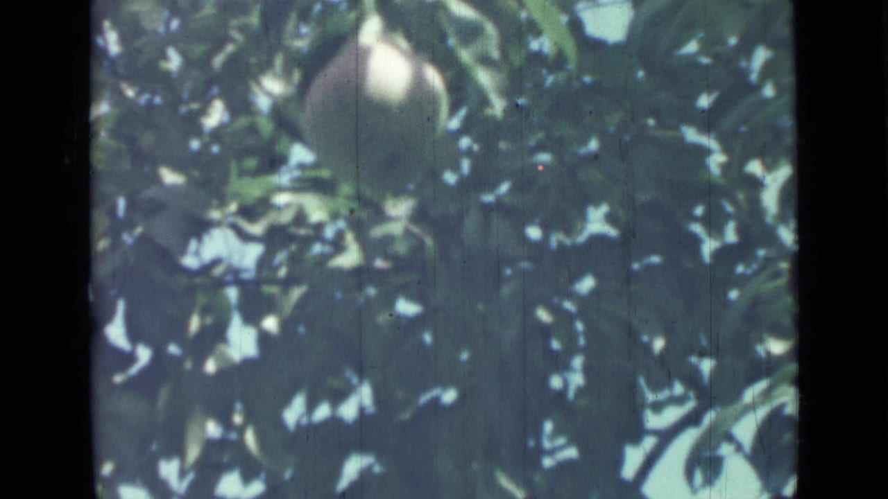 1967 8mm-style close view of a single peach partly hidden by green leaves in dappled outdoor light.