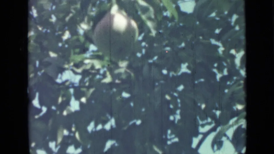 1967 8mm-style close view of a single peach partly hidden by green leaves in dappled outdoor light.