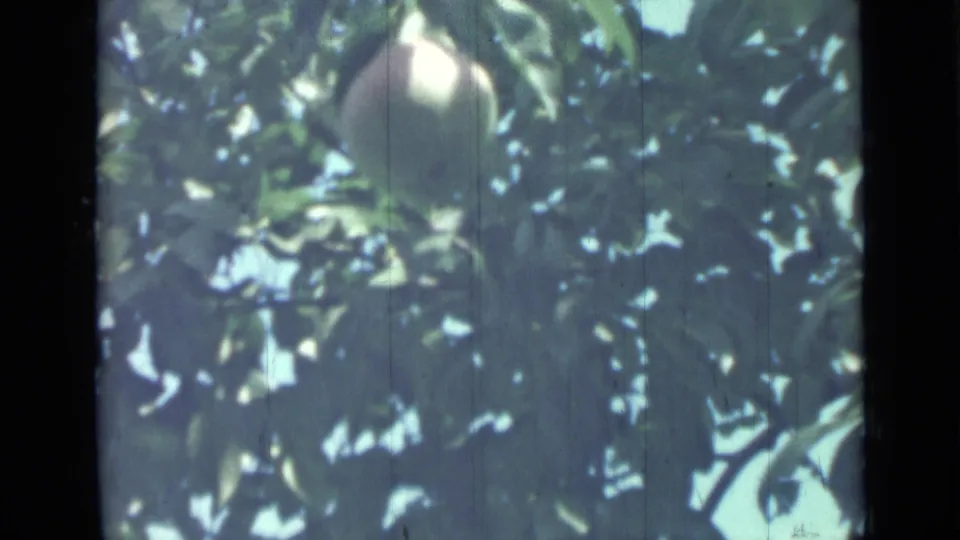 Close 8mm home-movie view of a peach among leaves, with muted color, grain, and vertical film scratches.
