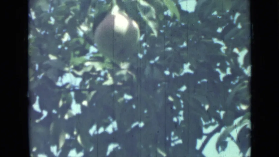 The peach appears near the top center of a leafy tree, recorded in grainy 1967 8mm home-movie footage.