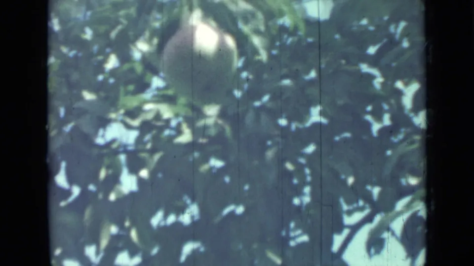 Final frame of the short 8mm clip shows one peach among dense leaves, with scratches and muted color from the film scan.
